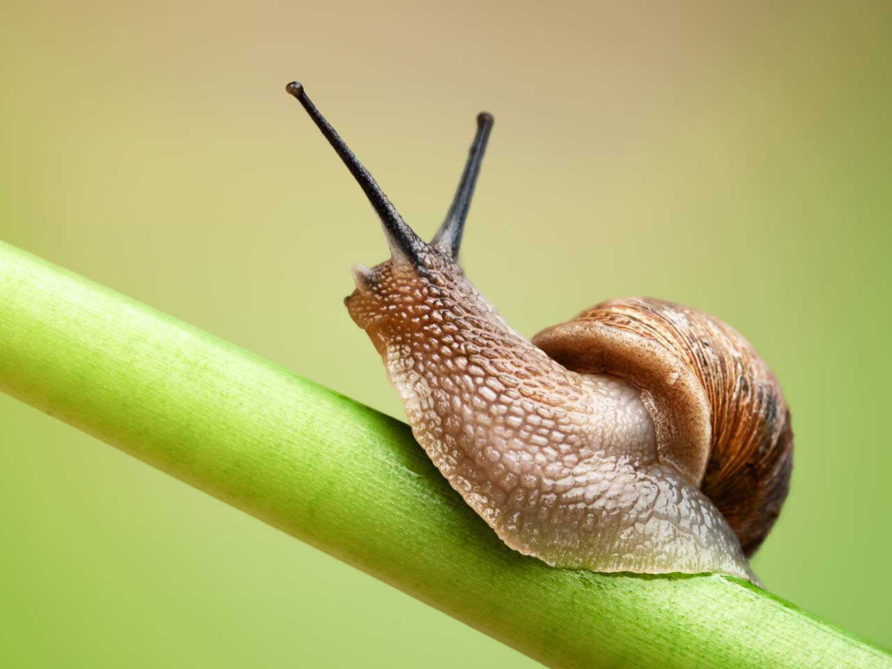 slug and snail control