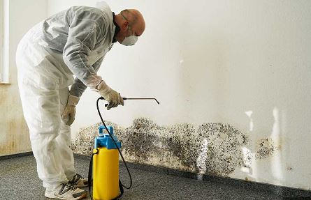 The Best Mold Removal Service in Georgia: A Comprehensive Guide