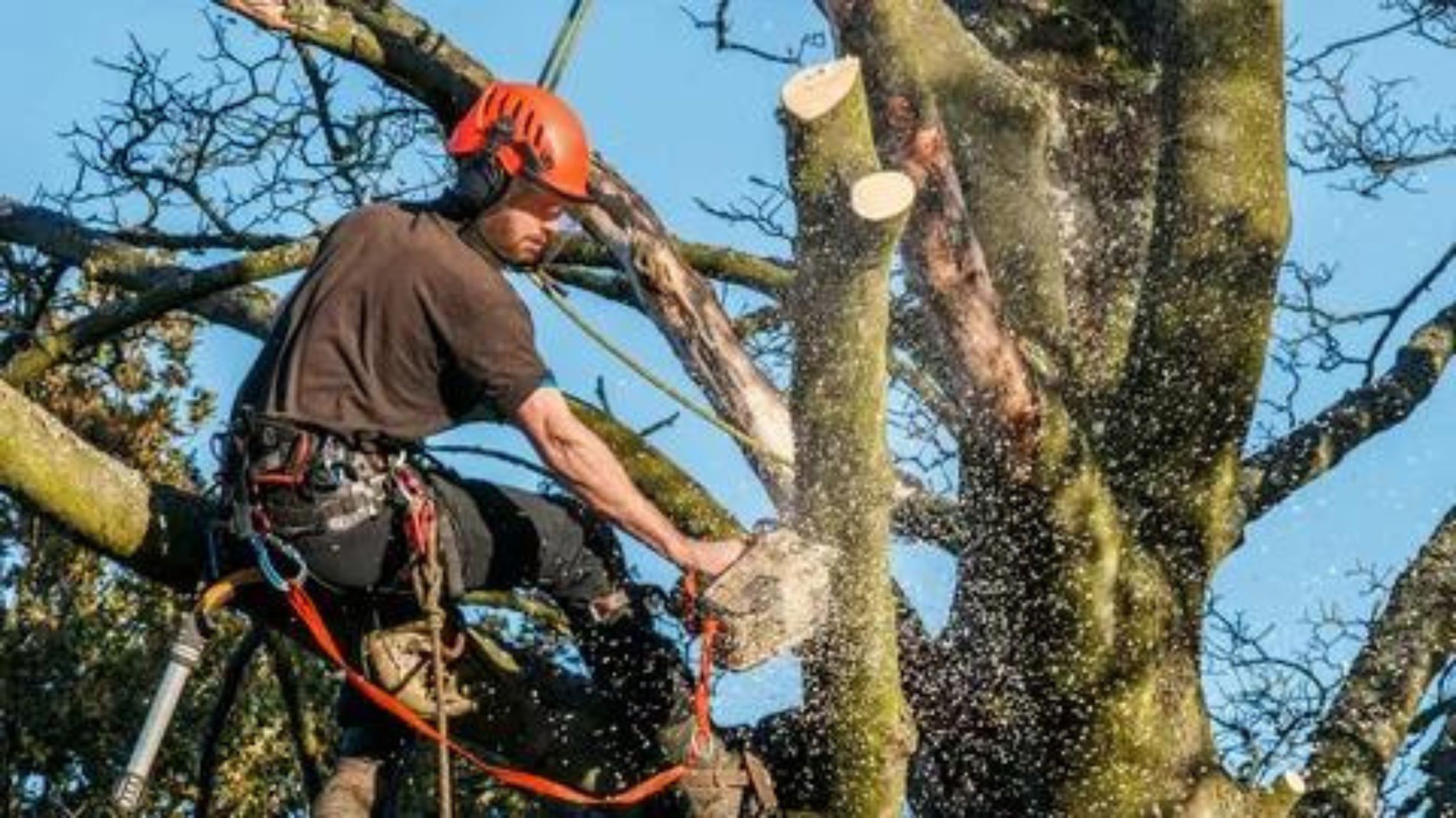 Preserving Value, Enhancing Beauty: The Power of Strategic Tree Removal in Jacksonville