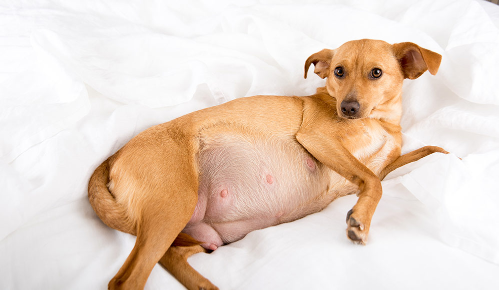 Understand Correctly How Long are Dogs Pregnant