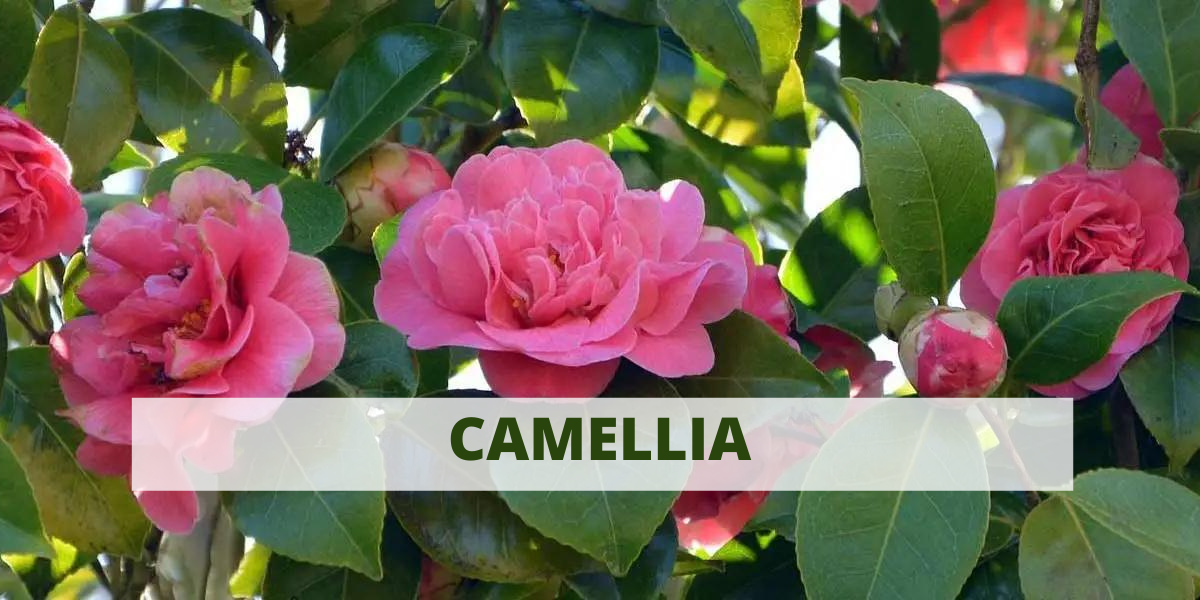 Choosing the Perfect Camellia: Your Guide
