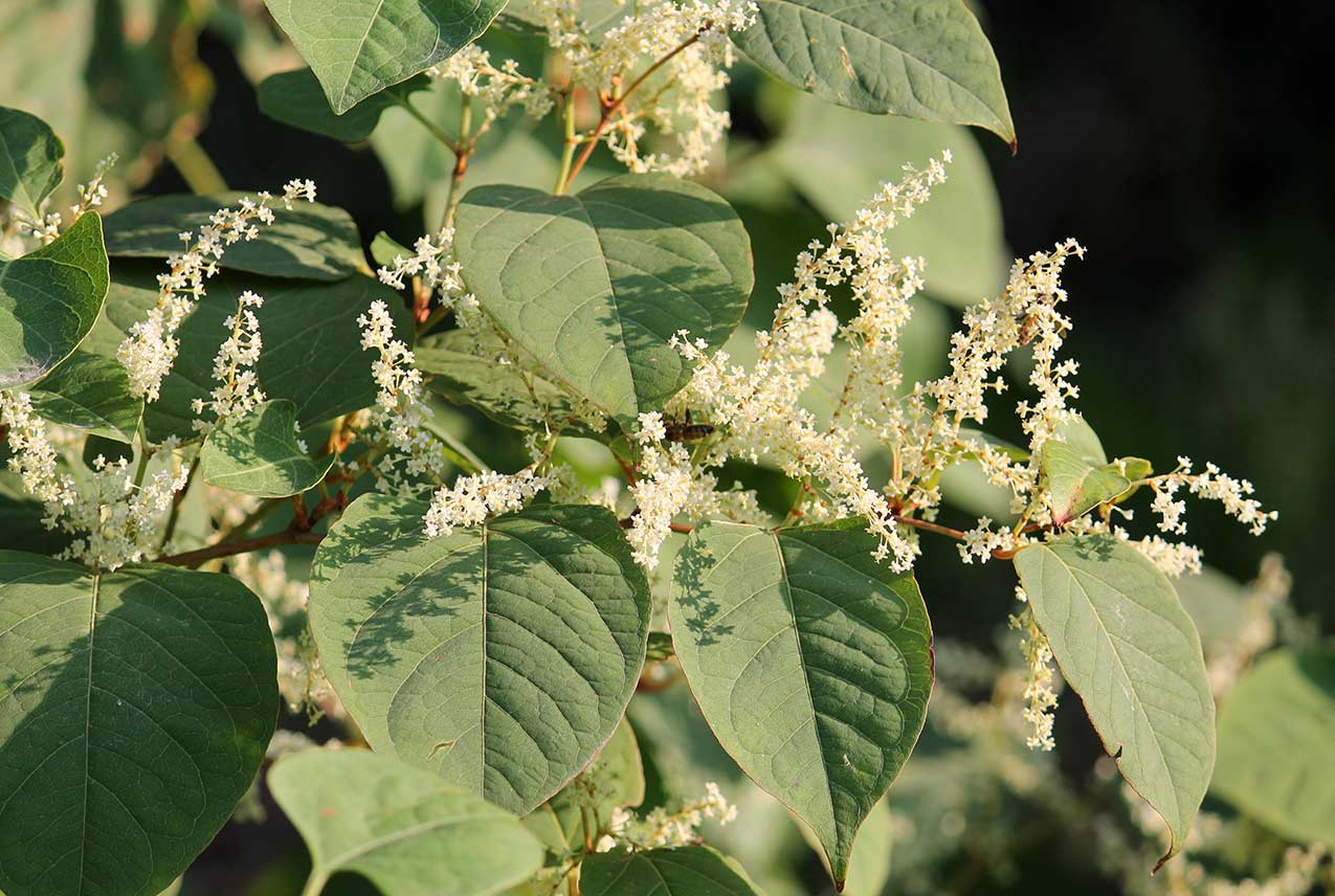Know About Japanese Knotweed Benefits, How to Prepare and Its Uses