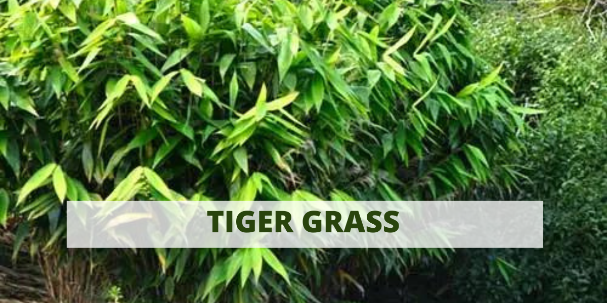Exploring Tiger Grass: A Guide to Thysanolaena – Australian Plants Online