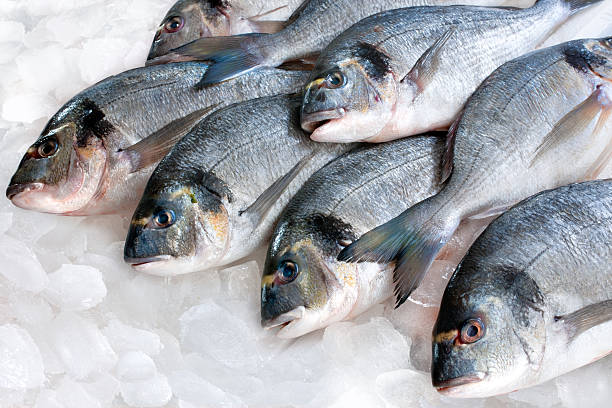 Exploring the Delicacy: Frozen Fish