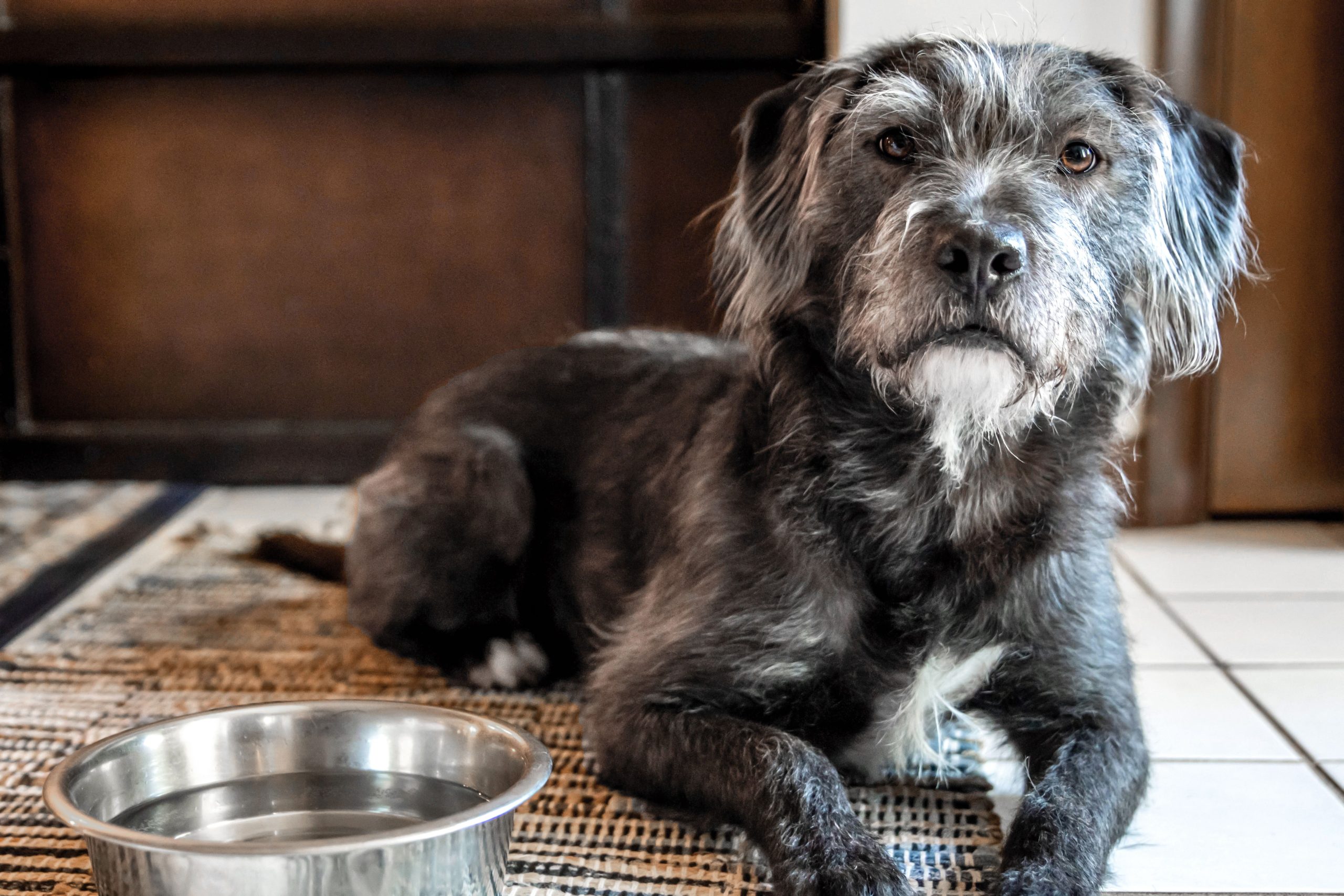 Senior Dogs 101: Understanding and Supporting Your Aging Pup